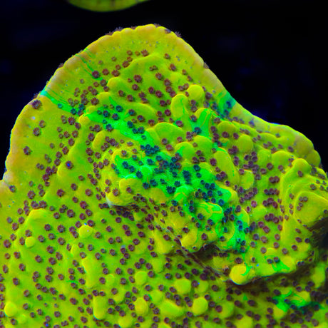 TSA Grafted Invader Zim Montipora Coral