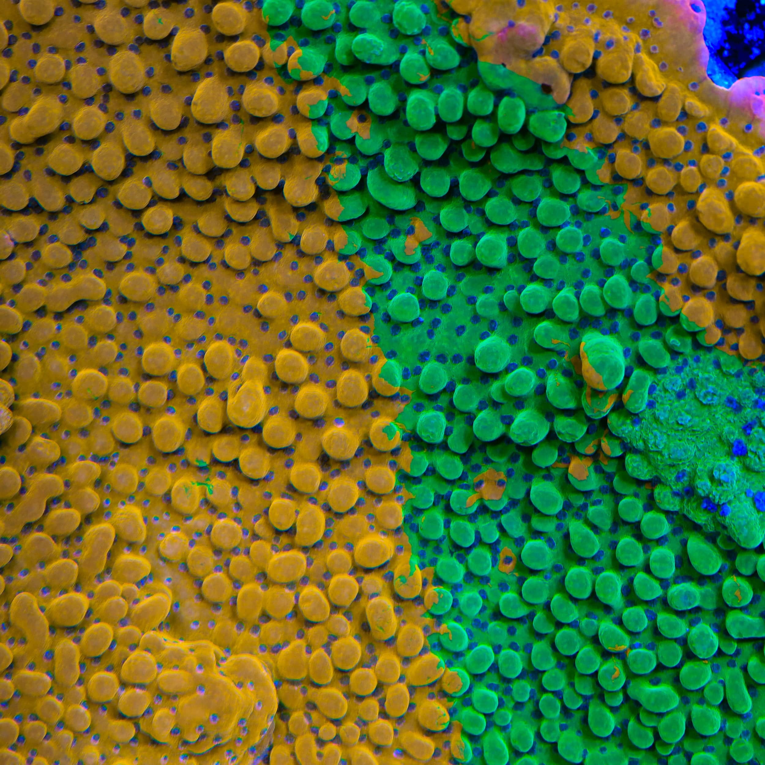 TSA Grafted Quasimodo Montipora Coral – Top Shelf Aquatics