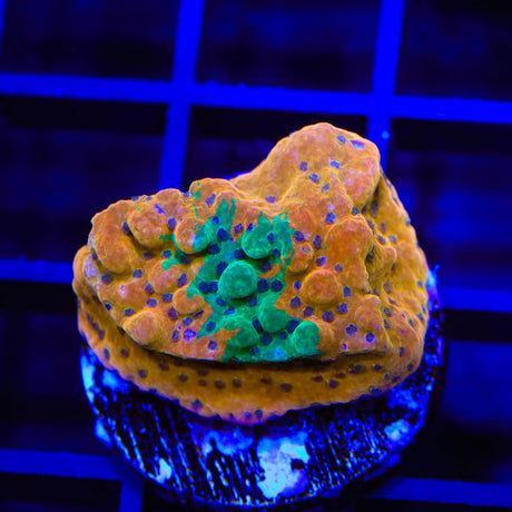 TSA Grafted Quasimodo Montipora Coral