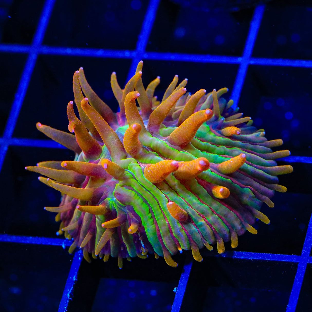 TSA Grafted Rainbow Blanka Plate Coral