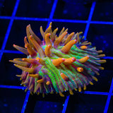 TSA Grafted Rainbow Blanka Plate Coral