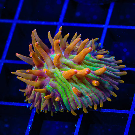 TSA Grafted Rainbow Blanka Plate Coral