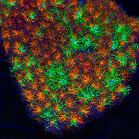 TSA Grafted Two to Tango Leptastrea Coral