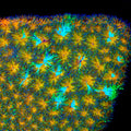 TSA Grafted Two to Tango Leptastrea Coral