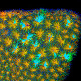 TSA Grafted Two to Tango Leptastrea Coral