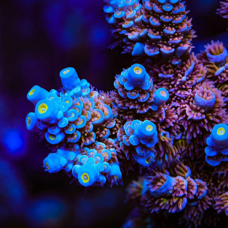 TSA Grandma Swagger Acropora Coral