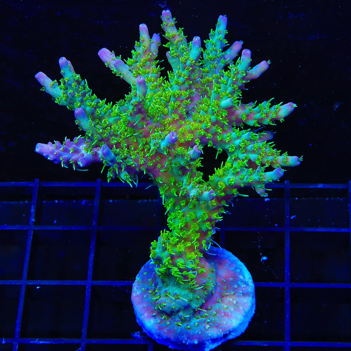 TSA Grape Ape Acropora Colony Coral