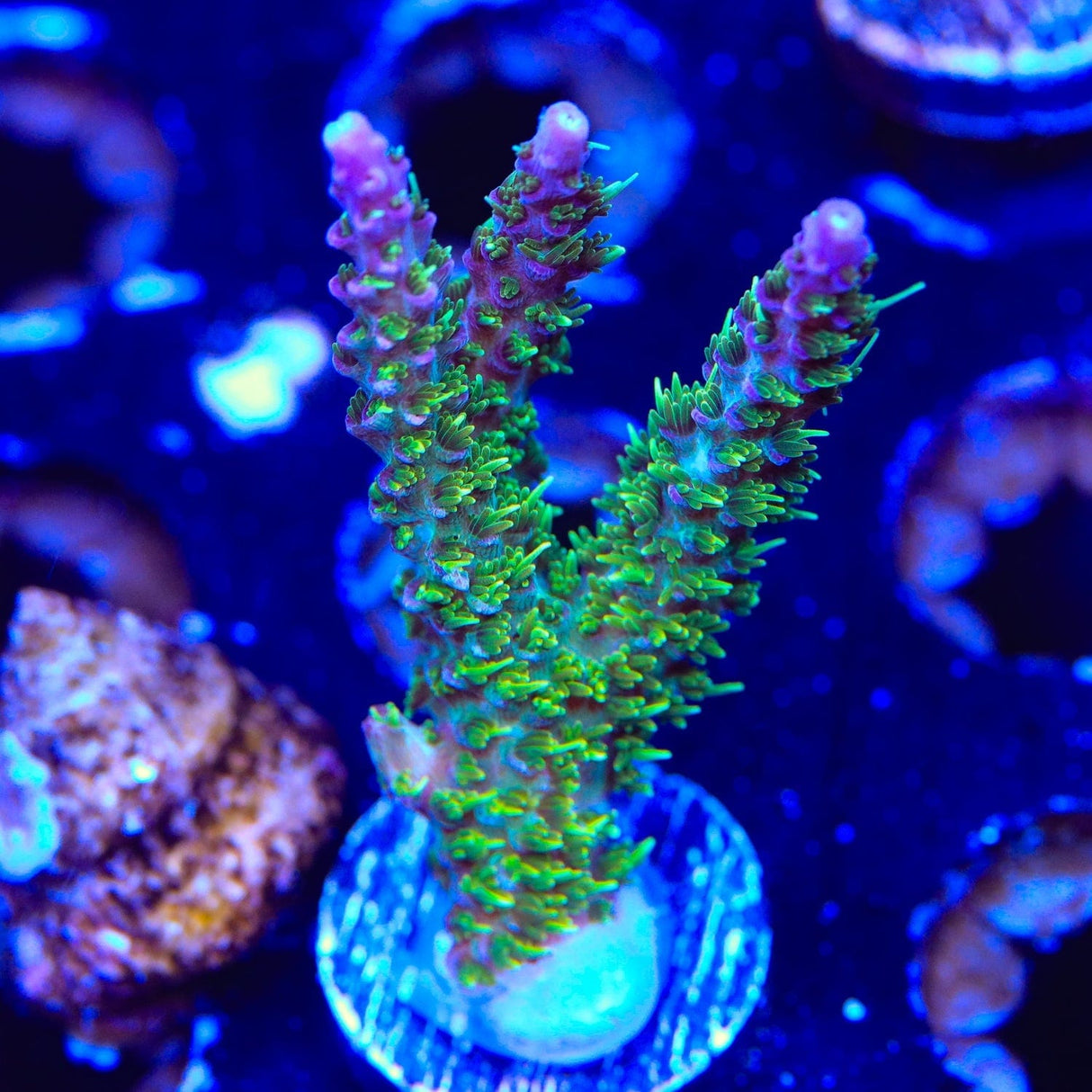 TSA Grape Ape Acropora Coral