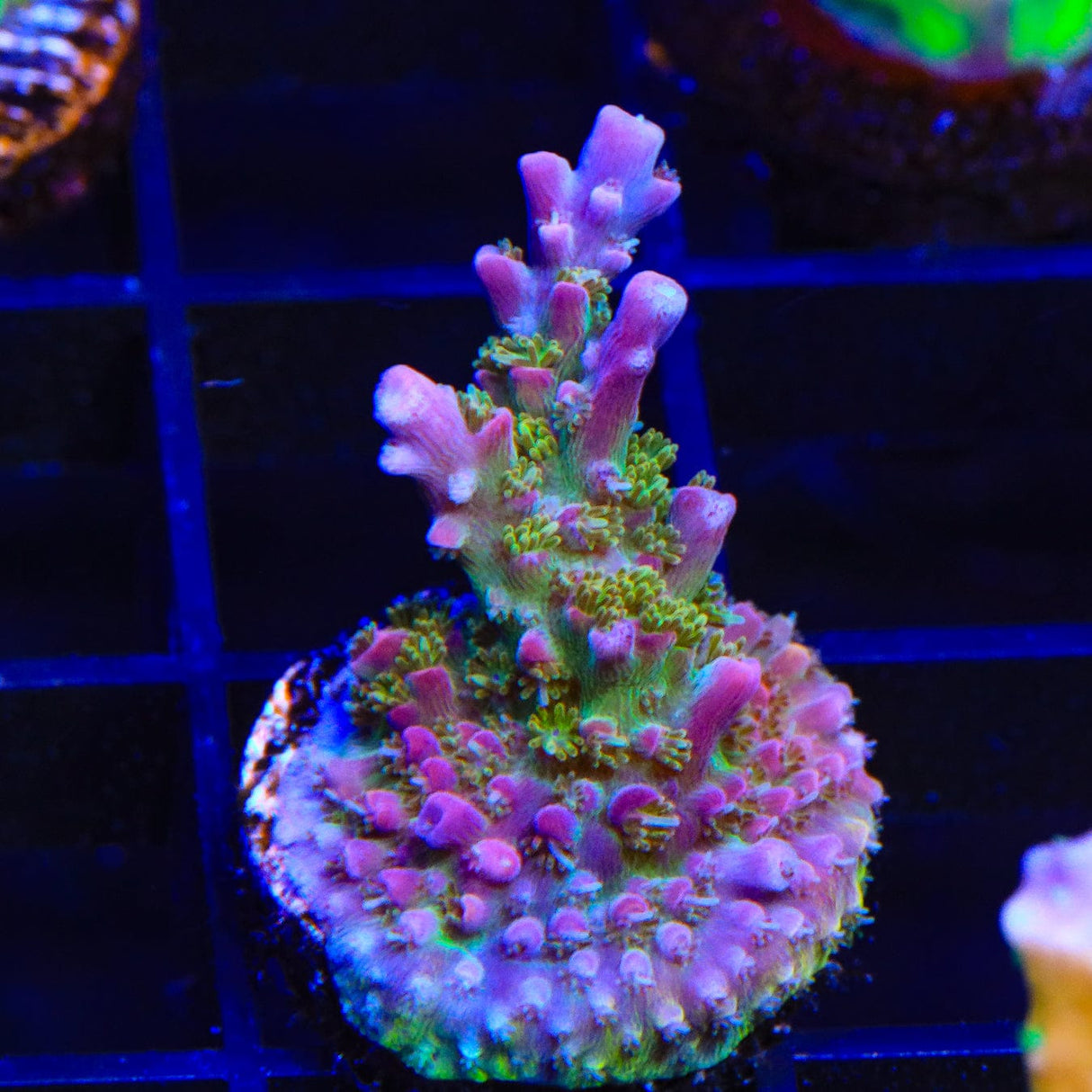 TSA Grape Ape Acropora Coral