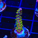 TSA Grape Ape Acropora Coral