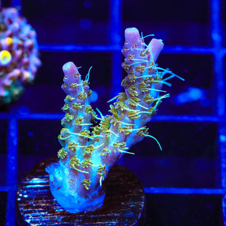 TSA Grape Ape Acropora Coral