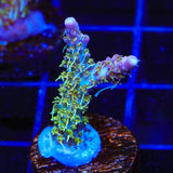 TSA Grape Ape Acropora Coral