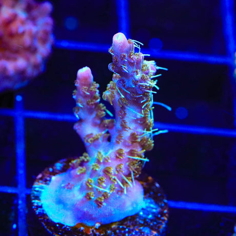 TSA Grape Ape Acropora Coral