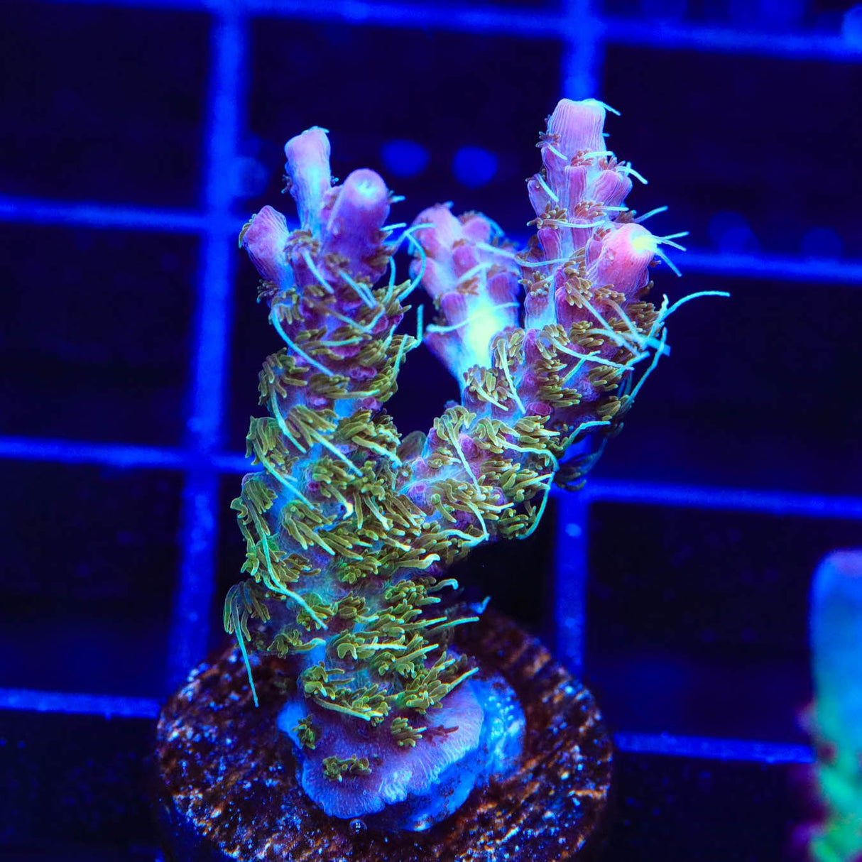 TSA Grape Ape Acropora Coral