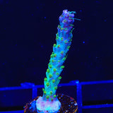 TSA Grape Ape Acropora Coral
