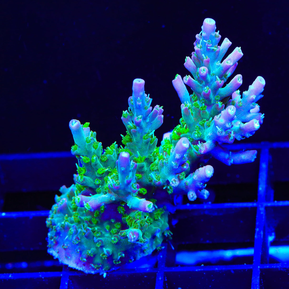 TSA Grape Ape Acropora Coral