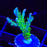 TSA Grape Ape Acropora Coral