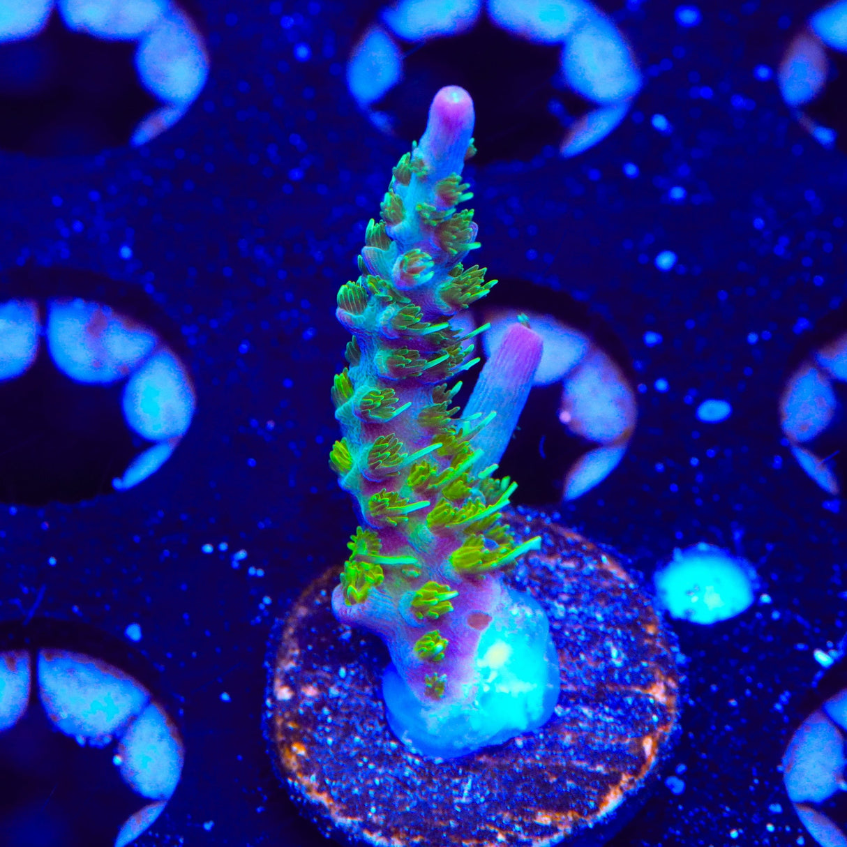 TSA Grape Ape Acropora Coral