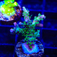 TSA Grape Ape Acropora XL Frag Coral