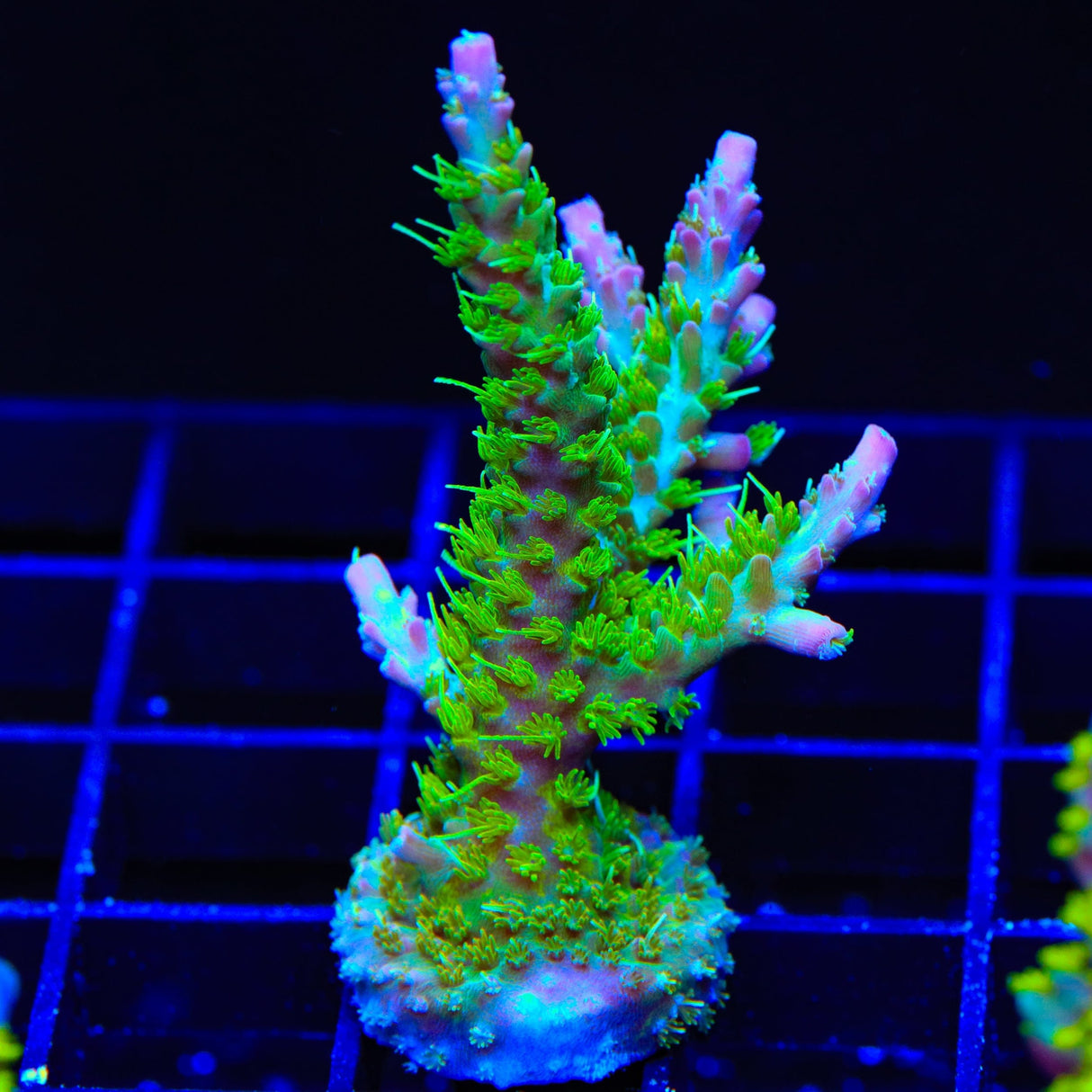 TSA Grape Ape Acropora XL Frag Coral