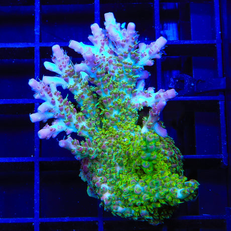 TSA Grape Ape Acropora XL Frag Coral