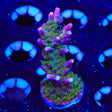 TSA Grape Ape Acropora XL Frag Coral