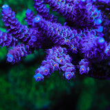 TSA Grape Inferno Acropora Coral