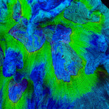 TSA Great Gambino Pectinia Coral