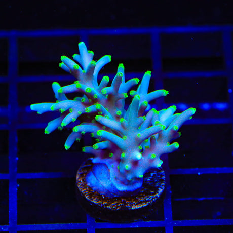 TSA Green Dragon Acropora Colony Coral