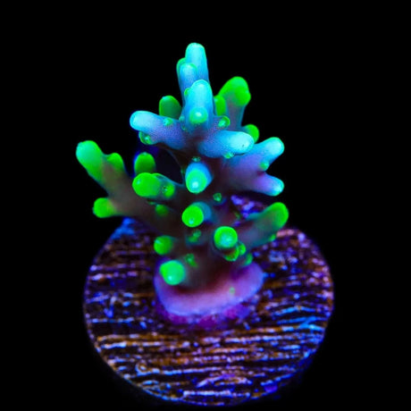 TSA Green Dragon Acropora Coral