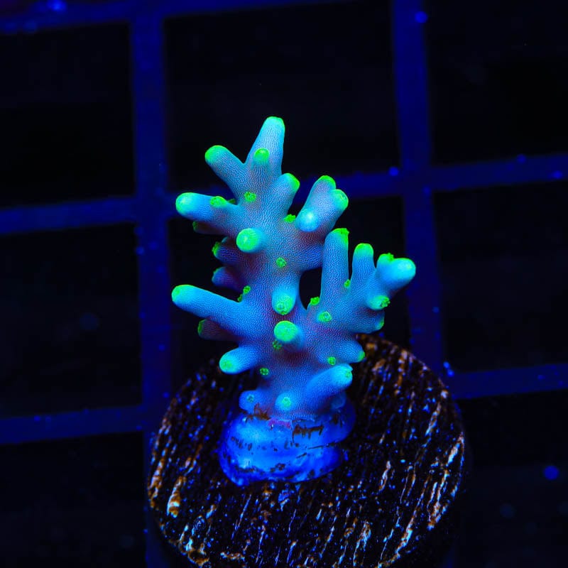 TSA Green Dragon Acropora Coral