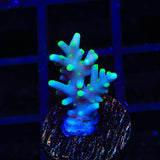 TSA Green Dragon Acropora Coral
