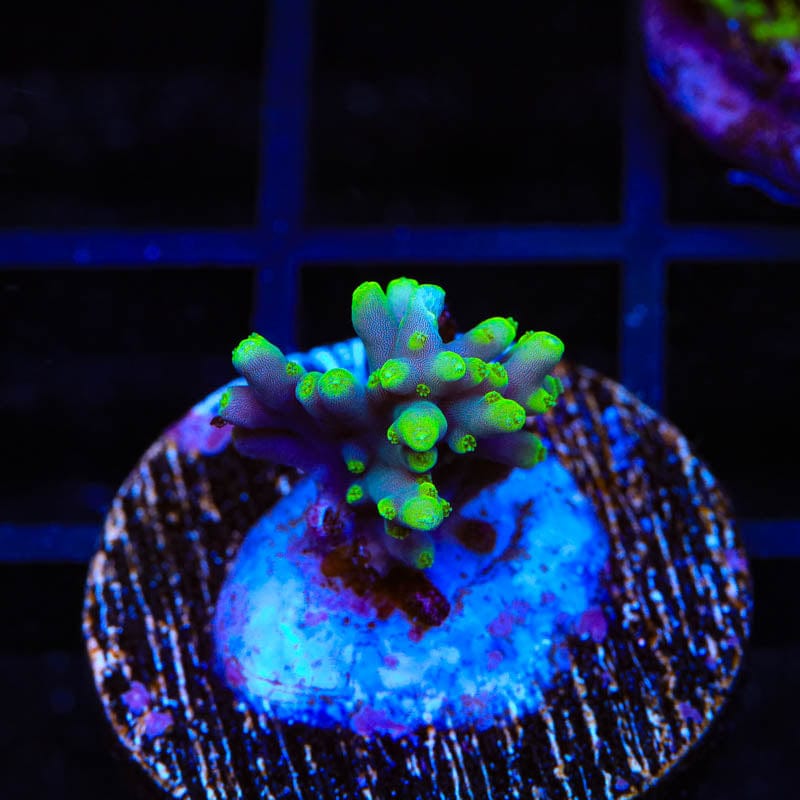 TSA Green Dragon Acropora Coral