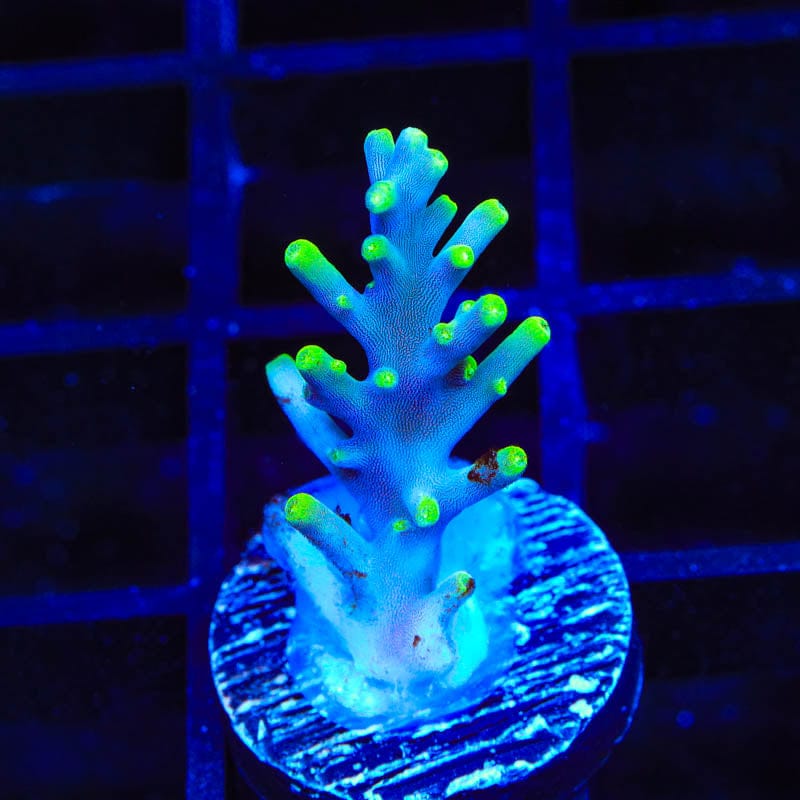 TSA Green Dragon Acropora Coral