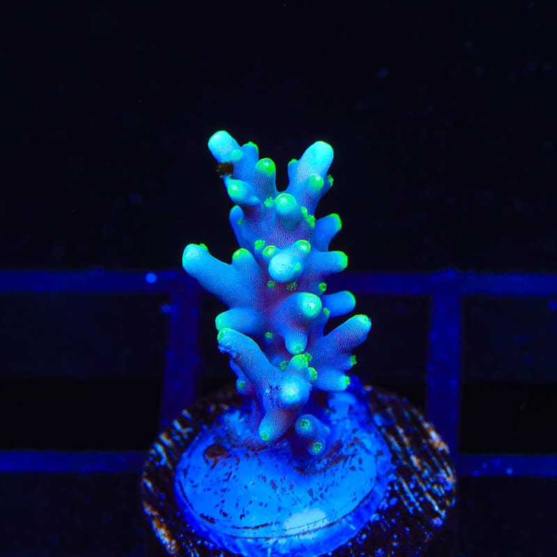 TSA Green Dragon Acropora Coral