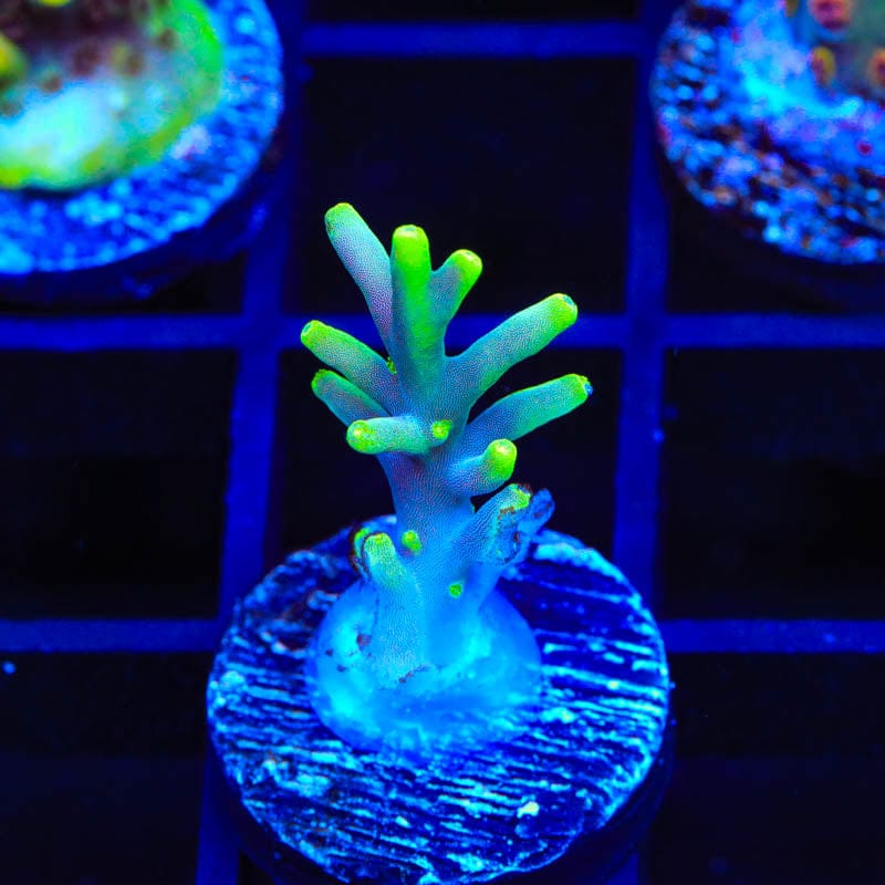 TSA Green Dragon Acropora Coral