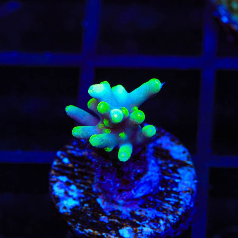 TSA Green Dragon Acropora Coral