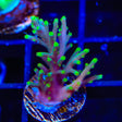 TSA Green Dragon Acropora Coral