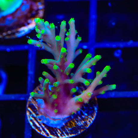 TSA Green Dragon Acropora Coral