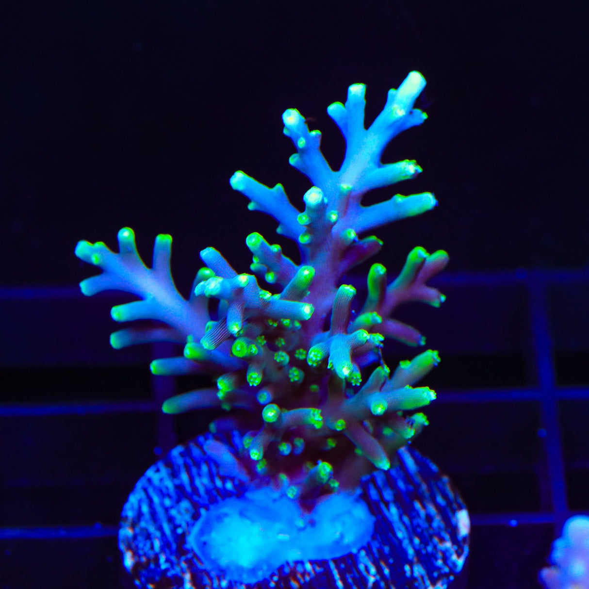 TSA Green Dragon Acropora Coral
