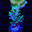 TSA Green Dragon Acropora Coral