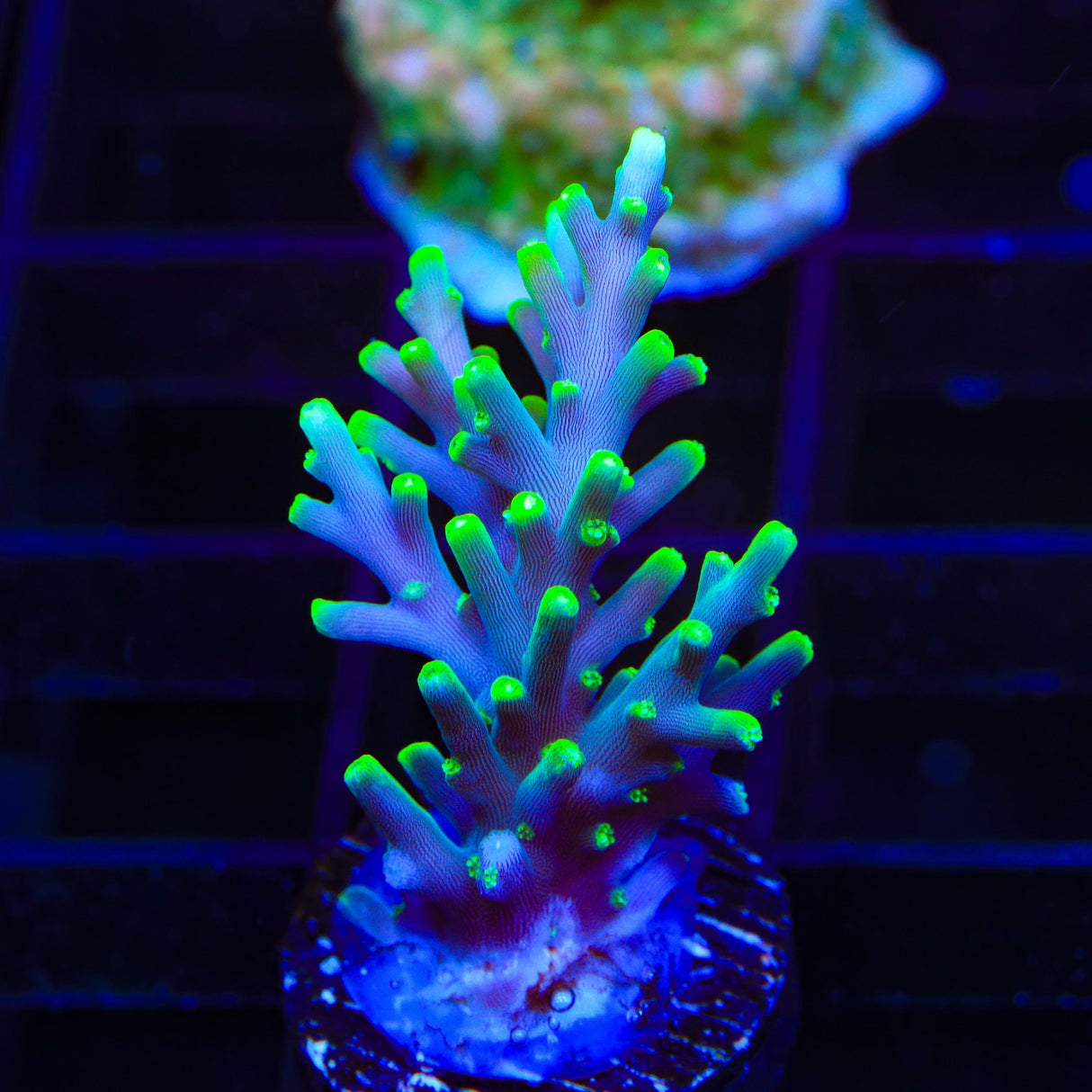 TSA Green Dragon Acropora Coral