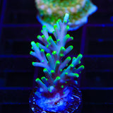 TSA Green Dragon Acropora Coral