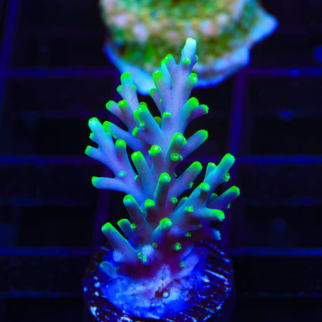 TSA Green Dragon Acropora Coral
