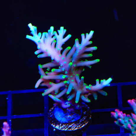 TSA Green Dragon Acropora XL Frag Coral