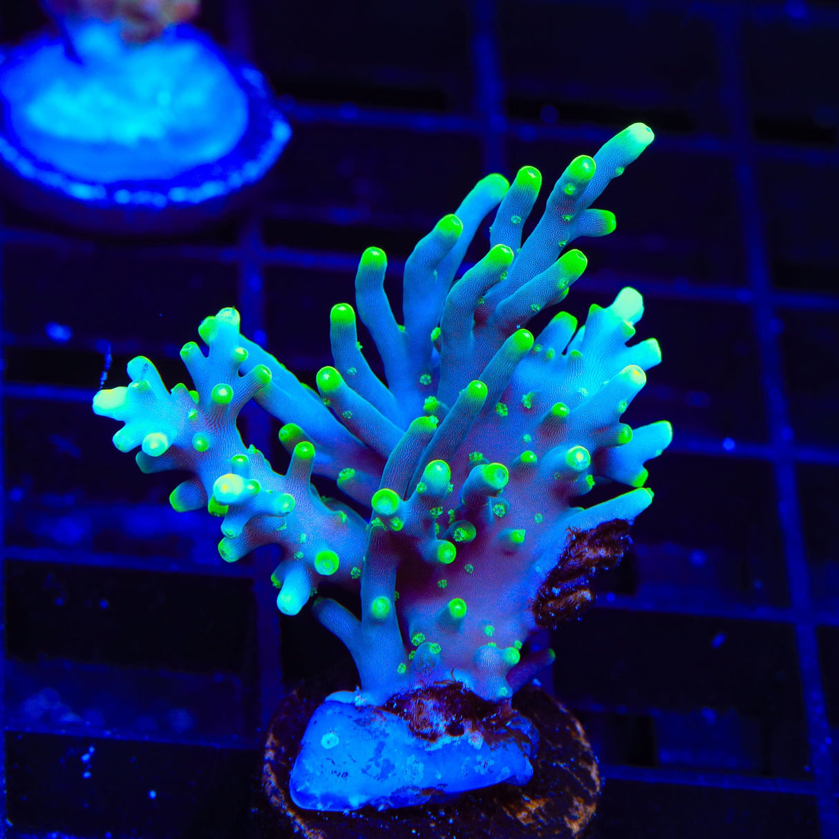 TSA Green Dragon Acropora XL Frag Coral
