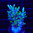 TSA Green Dragon Acropora XL Frag Coral