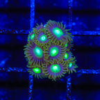 TSA Green Goblin Zoanthids Coral