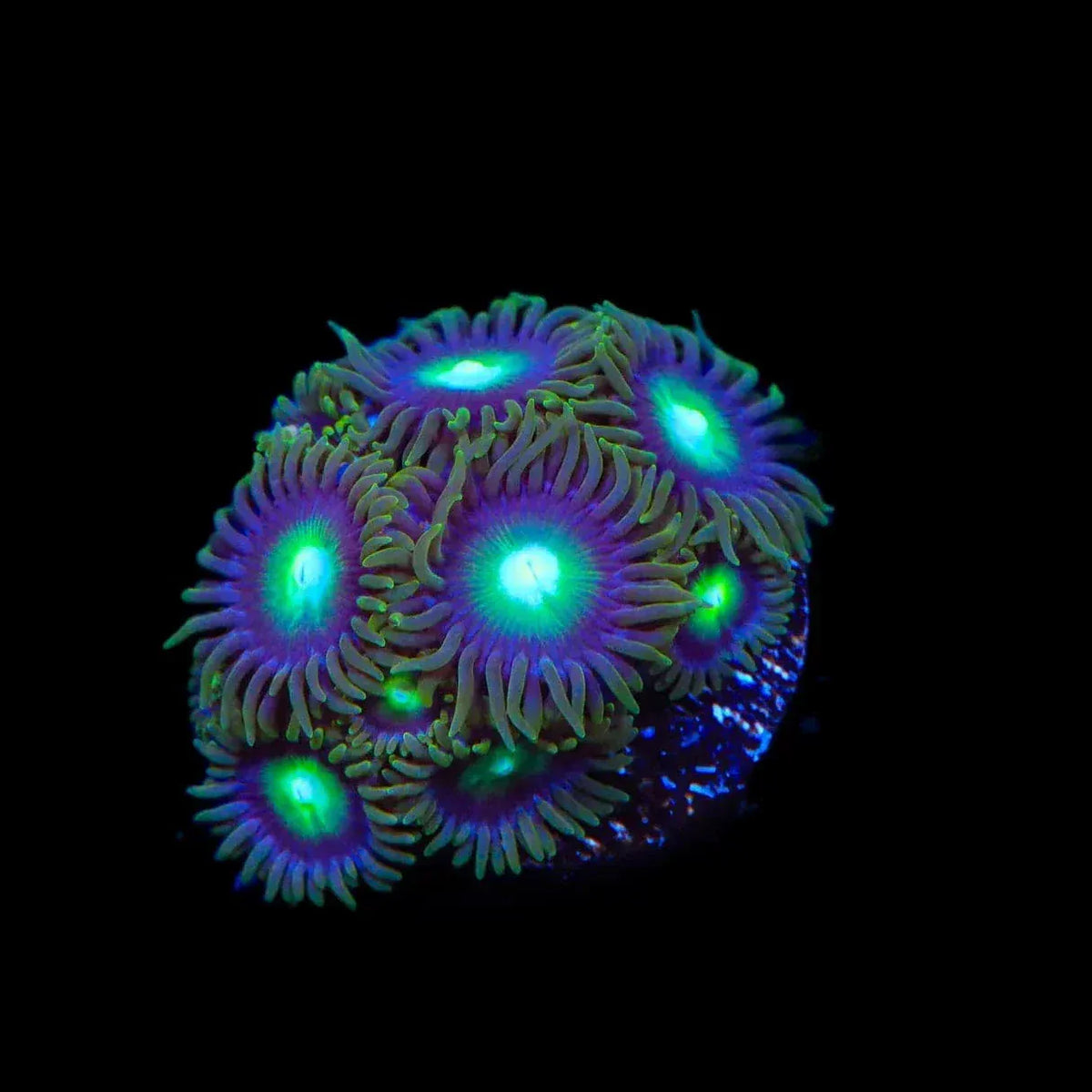 TSA Green Goblin Zoanthids Coral