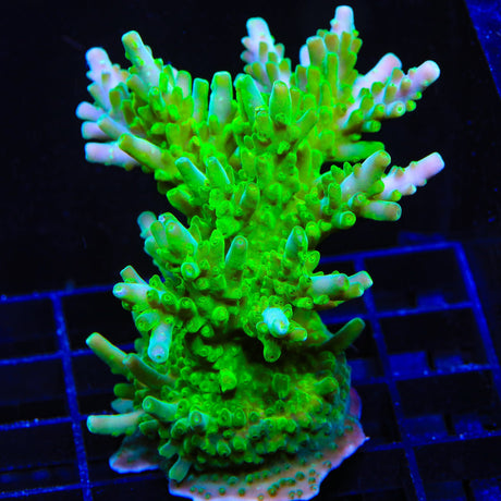 TSA Green Hornet Acropora Colony Coral